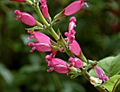 SALVIA INVOLUCRATA AGM