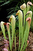 SARRACENIA MINOR