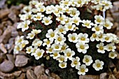 SAXIFRAGA NOTTINGHAM GOLD