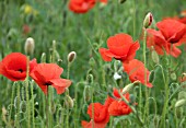 PAPAVER RHOEAS,  FIELD POPPY COMMON RED POPPY.