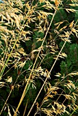 STIPA GIGANTEA