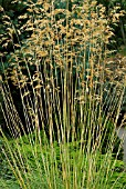 STIPA GIGANTEA AGM