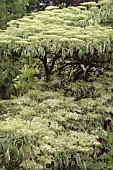 CORNUS CONTROVERSA VARIEGATA,  WEDDING CAKE TREE.
