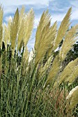 CORTADERIA SELLOANA,  PAMPAS GRASS.