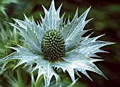 ERYNGIUM GIGANTEUM,  MISS WILLMOTTS GHOST OR GIANT SEA HOLLY.