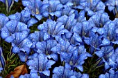 GENTIANA SINO ORNATA