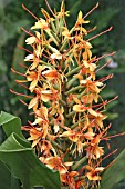 HEDYCHIUM COCCINEUM TARA,  GINGER LILY