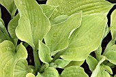 HOSTA AUGUST MOON