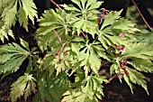 ACER JAPONICA ACONITIFOLIUM
