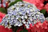 HYDRANGEA MACROPHYLLA AYESHA BLUE