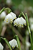 LEUCOJUM VERNUM,  SPRING SNOWFLAKE