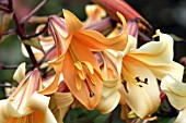 LILIUM AFRICAN QUEEN