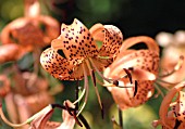 LILIUM LANCIFOLIUM SPLENDENS