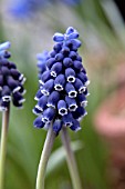 MUSCARI NEGLECTUM