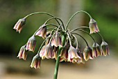 NECTAROSCORDUM SICULUM,  ORNAMENTAL ONION.
