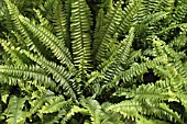 NEPHROLEPIS EXALTATA BOSTONIENSIS,  BOSTON FERN.