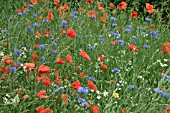 PAPAVER RHOEAS AND CENTAUREA CYANUS,  FIELD POPPIES AND CORNFLOWERS.