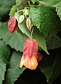ABUTILON MEGAPOTAMICUM,  FLOWERING MAPLE OR TRAILING ABUTILON