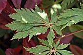 ACER JAPONICA ACONITIFOLIUM