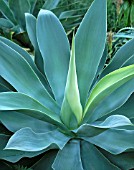 AGAVE AMERICANA,  CENTURY PLANT OR AMERICAN ALOE