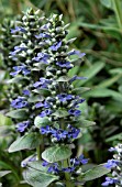 AJUGA REPTANS CATLINS GIANT