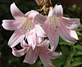 AMARYLLIS BELLADONNA