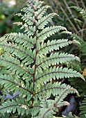 ATHYRIUM OTOPHORUM,  ENGLISH PAINTED FERN,  AURICULATE OR EARED LADY FERN.
