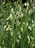 BRIZA MAXIMA