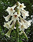CARDIOCRINUM GIGANTEUM
