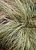 CAREX FLAGELLIFERA