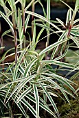 CAREX PHYLLOCEPHALA SPARKLER