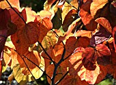 CERCIS CANADENSIS FOREST PANSY