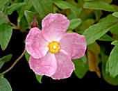 CISTUS SILVER PINK SYN: GRAYSWOOD PINK