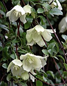 CLEMATIS CIRRHOSA WISLEY CREAM