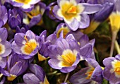 CROCUS SIEBERI TRICOLOR