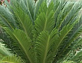 CYCAS REVOLUTA,  SAGO PALM.