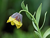 FRITILLARIA MICHAILOVSKYI