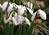 GALANTHUS NIVALIS MAGNET,  SNOWDROP.
