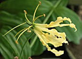 GLORIOSA ROTHSCHILDIANA