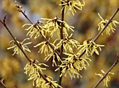 HAMAMELIS ARNOLDS PROMISE,  WITCHAZEL.