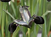 HERMODACTYLUS TUBEROSA BLUE JADE, (IRIS TUBEROSA BLUE JADE)
