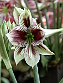 HIPPEASTRUM PAPILLIO