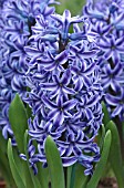 HYACINTHUS BLUE JACKET