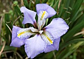 IRIS UNGUICULARIS