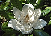 MAGNOLIA GRANDIFLORA