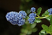 CEANOTHUS THYRSIFLORUS REPENS