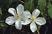 CLEMATIS MONTANA GRANDIFLORA