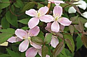 CLEMATIS MOTANA RUBENS