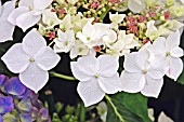 HYDRANGEA LANARTH WHITE