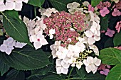 HYDRANGEA LANARTH WHITE